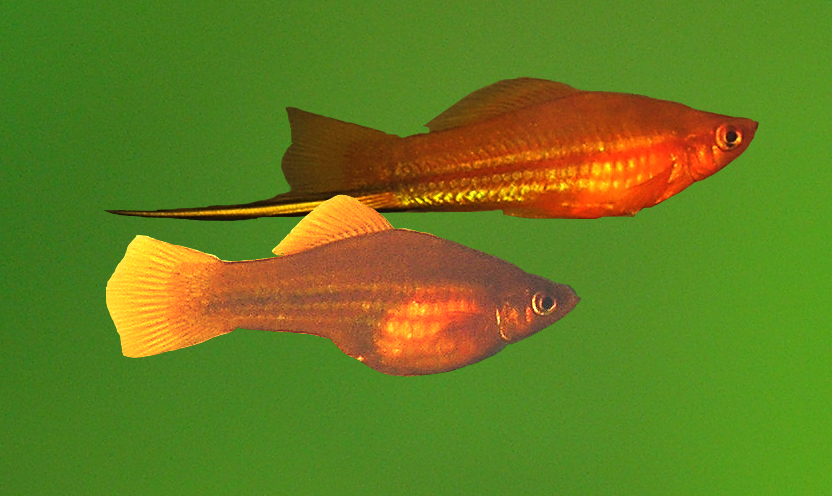 xyphophorus heleri červená forma.jpg