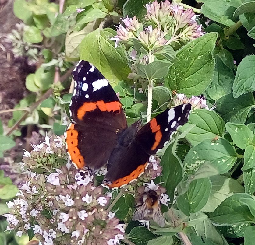 babočka admirál 01