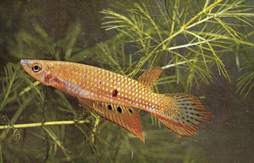 Aplocheilus-dayi-sameček.jpg