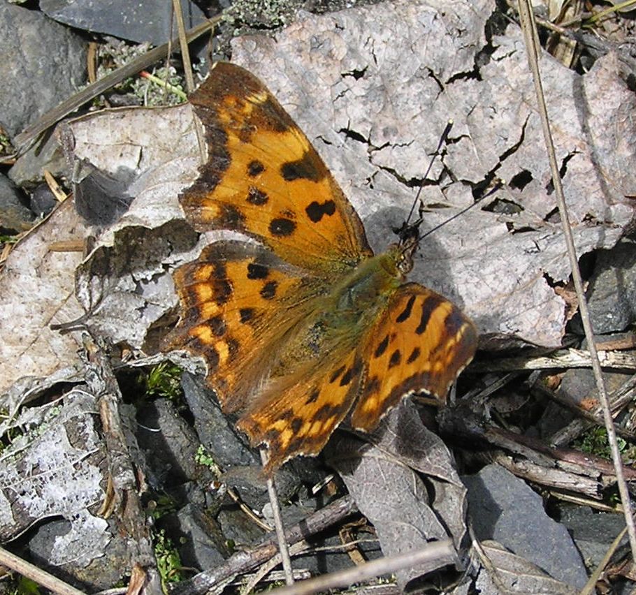 babočka bílé C 2.jpg