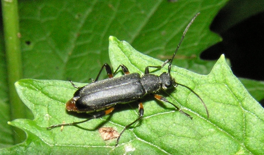 Cortodera villosa.jpg