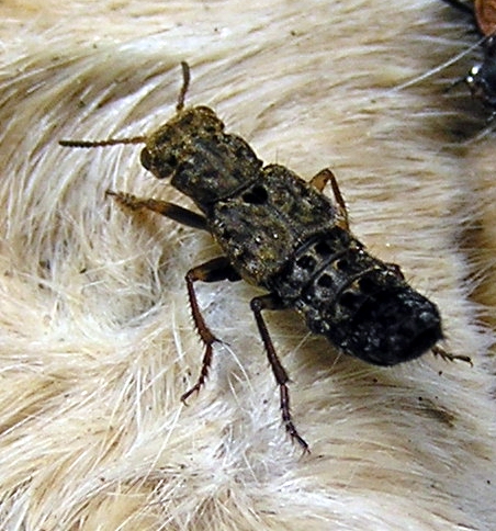drabčík Ontholestes tesselatus .jpg