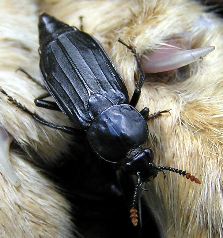 hroba°Ýk Nigrophorus humator.jpg