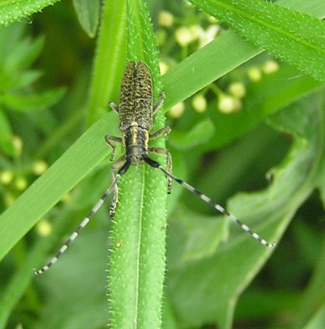 kozlíček Agapanthia villosoviridescens.jpg