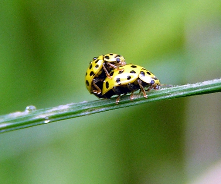 mandelinka Psyllobora vigintiduopunctata v kopulaci.jpg